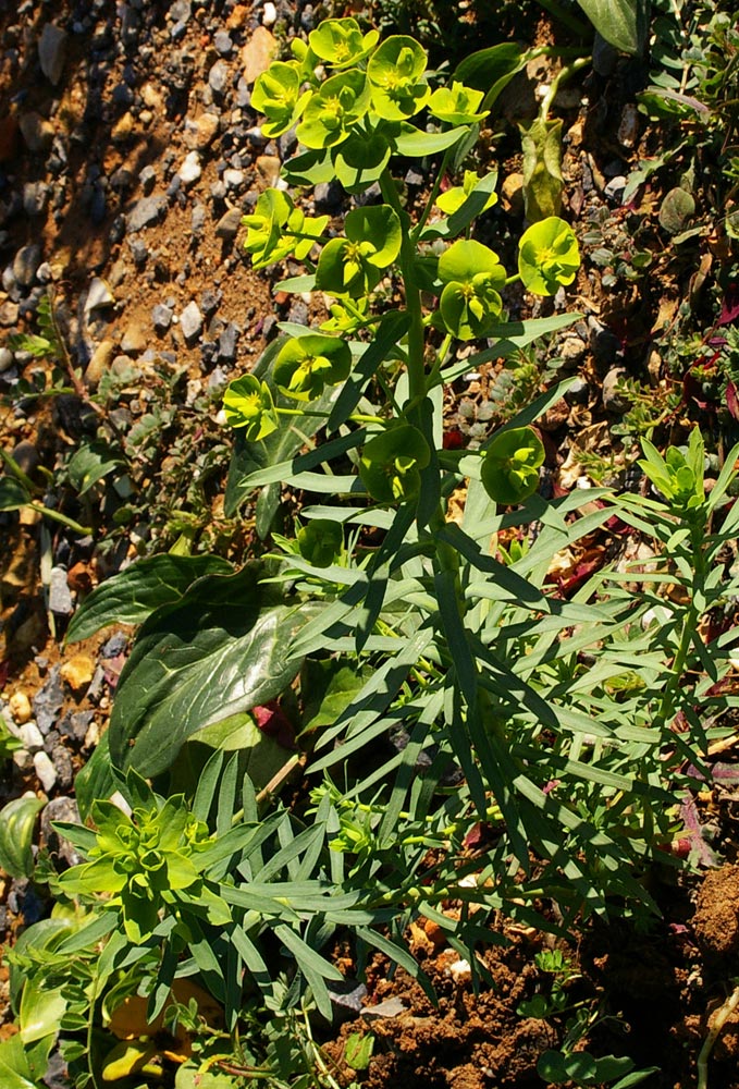 Euphorbia segetalis / Euforbia delle messi